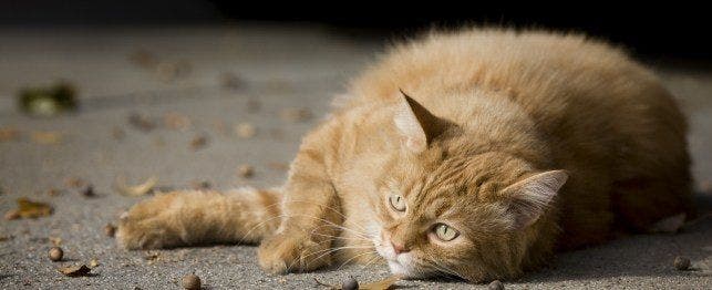 names for fat cats