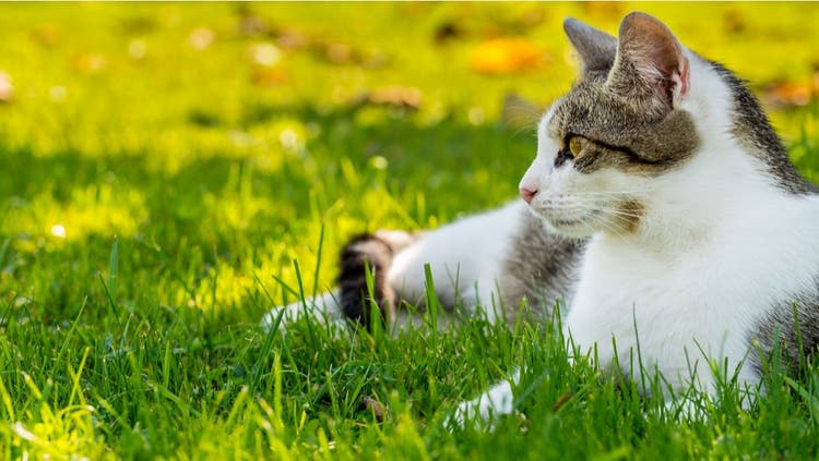 Tips on Cats and Pesticides
