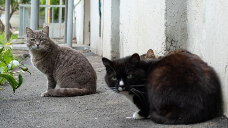 Stray Cat