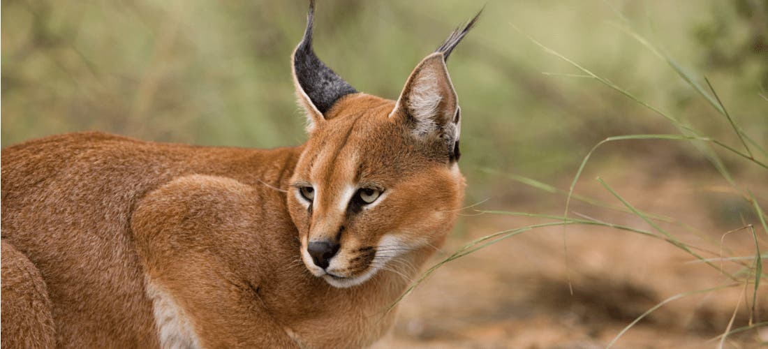 Caracals as Pets Understanding Behavior, Diet, and Risks