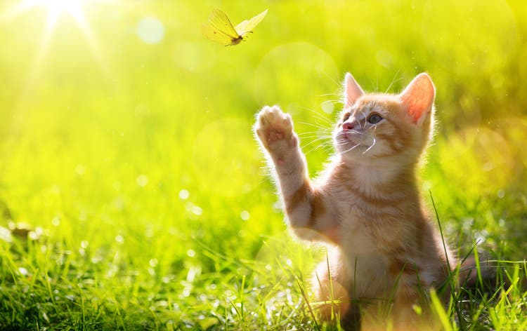 A playful kitten bats at an insect.