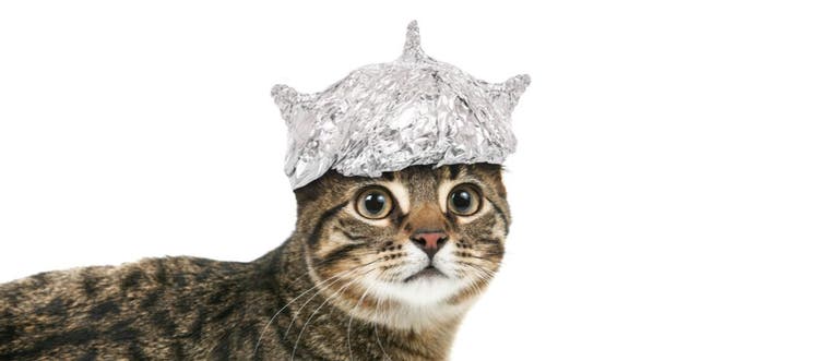 Cat names from your favorite TV shows and movies.