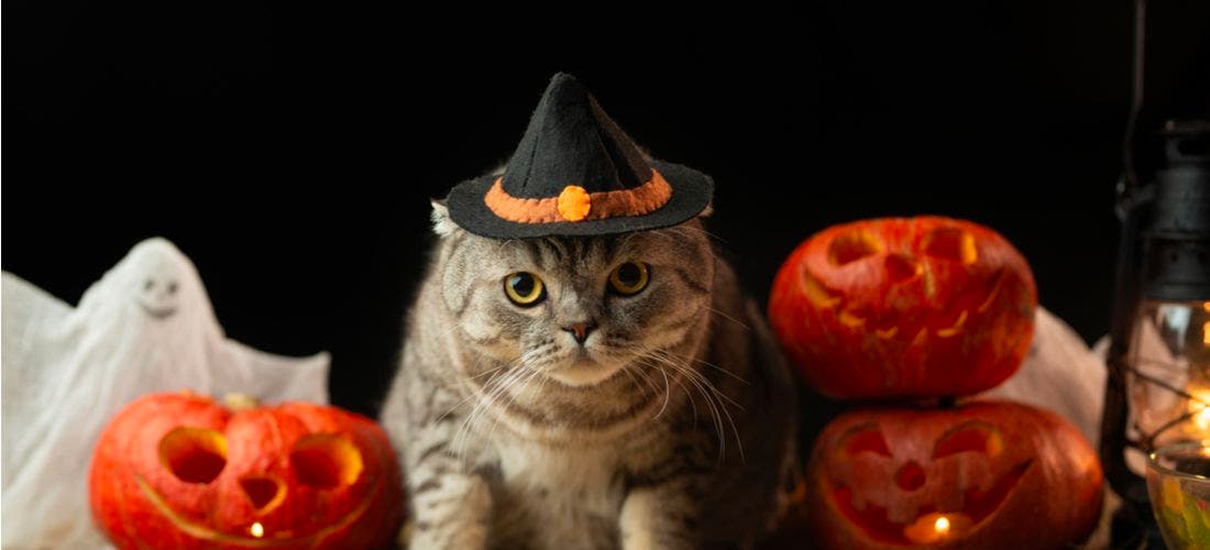 Top 10 Friendliest Cat Breeds — Pumpkin®