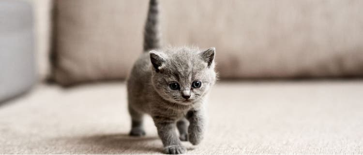 Cat little cat deals