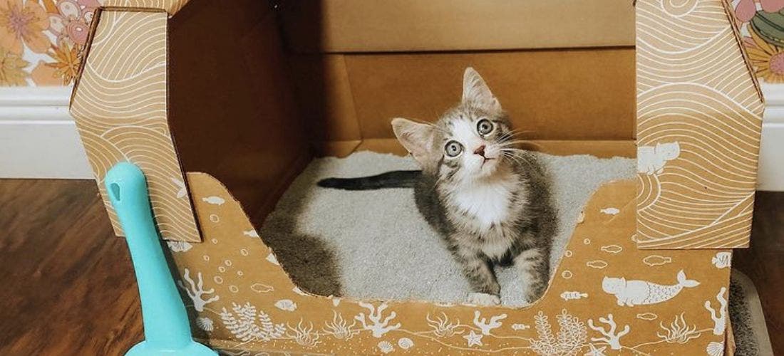 What's the Best Spot for Your Kitty Litter Box? - PetPlace