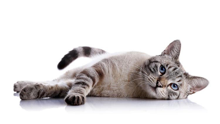 meaning of cat names