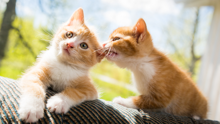 Two orange and red cats sitting in the sun. The cat on the left looks toward the camera while the one on the right bites at the other's ear.