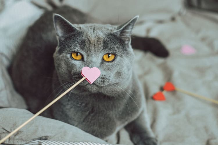 Think Pink for Pets This Valentine's Day