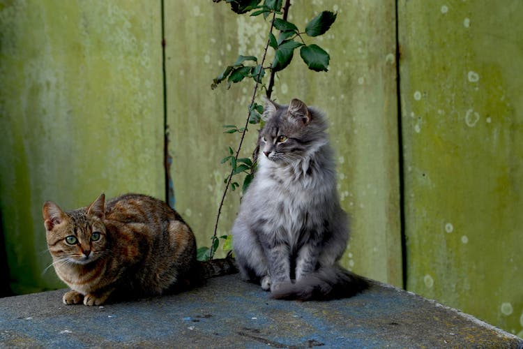 names for cats based on haircoats