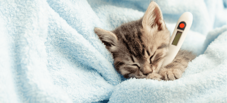 A sick kitten with a thermometer in their mouth.