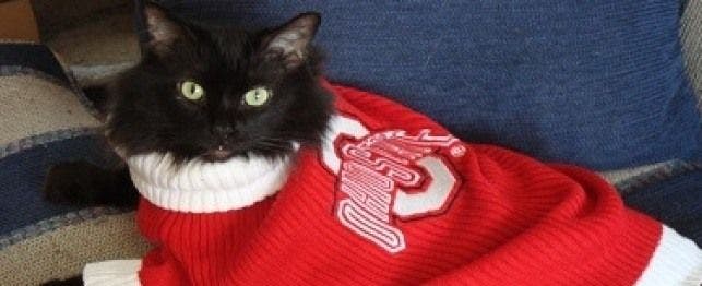 A Cat in an Ohio State University Sweater
