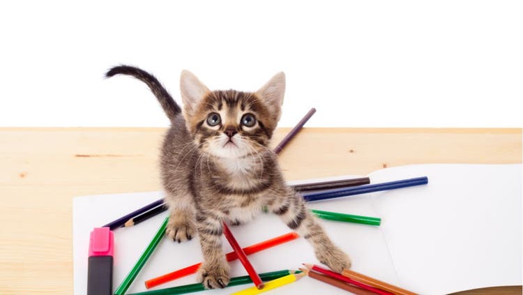 Artistic Cat Names