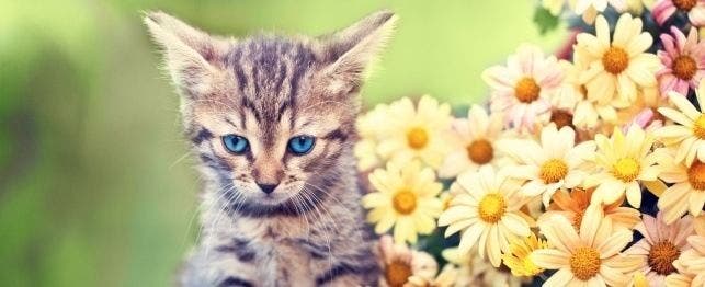 A cat playing outside in the spring.