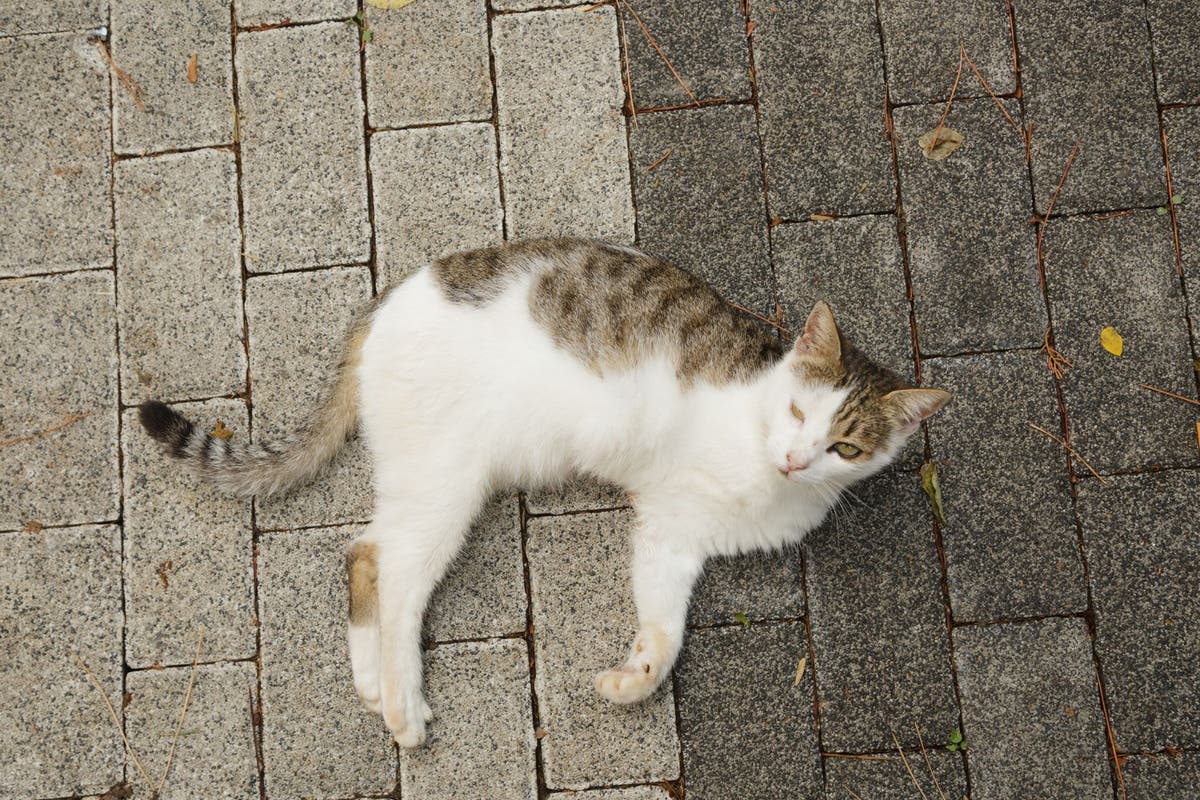 three-legged-cat-names
