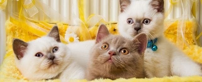 guide to naming your cat