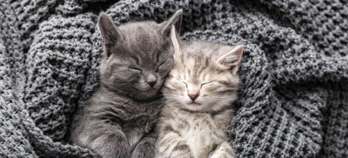 Adopting cats in best sale pairs