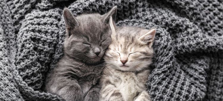 Should you adopt kittens in pairs?