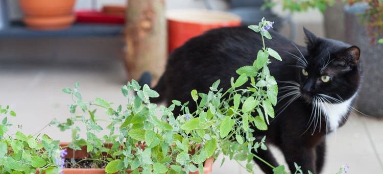 How to grow your own catnip.