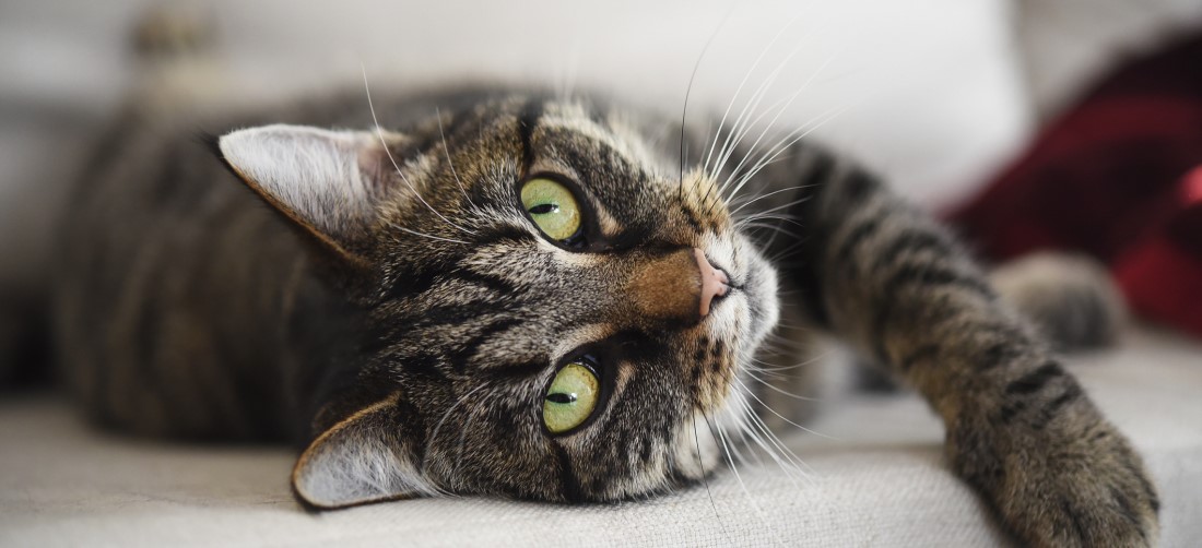 Tabby Cats: Patterns, Personality, Colors & Care Guide | PetPlace.com