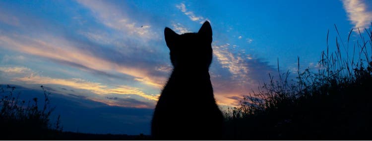 Silhouette of stray cat staring at the sunset.