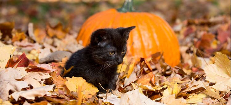A kitten sitting next to a pumpkin.