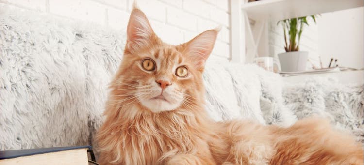 Making your cat comfortable is a great way to stop them from running away.