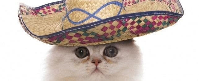 spanish cat names