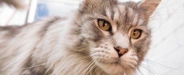 old cat behavior