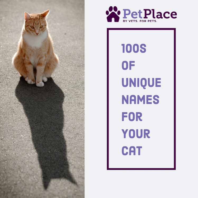100s Of Unique And Uncommon Cat Names For 2023 PetPlace 42 OFF creative-and-uncommon-cat-names-to-consider-in-2023-the-cat-bandit-blog