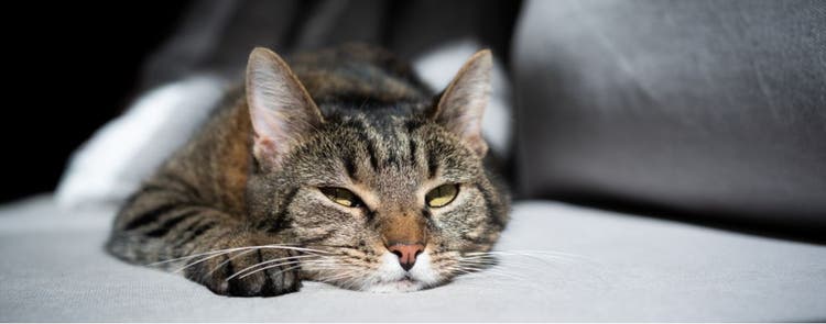 A bored, indoor cat.