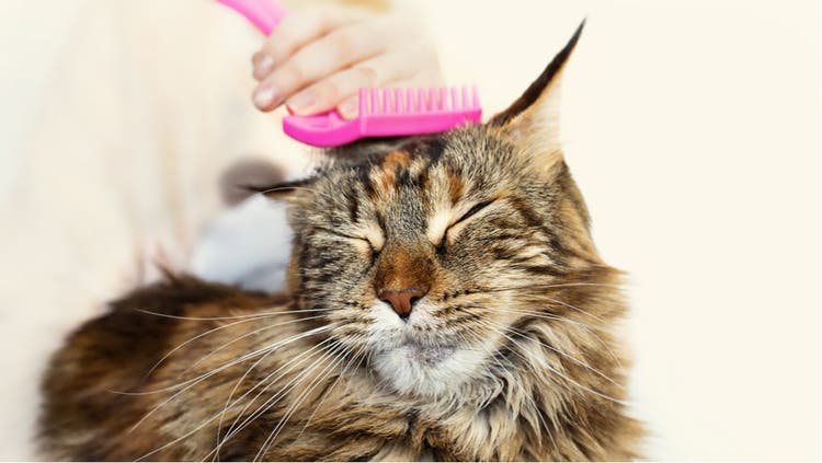 Treatment for hairballs in cats.