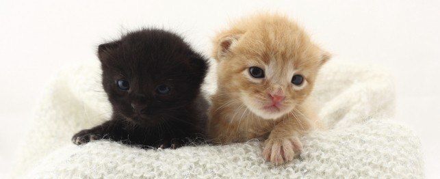 pet baby cat