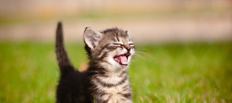Great Names for Your Cat