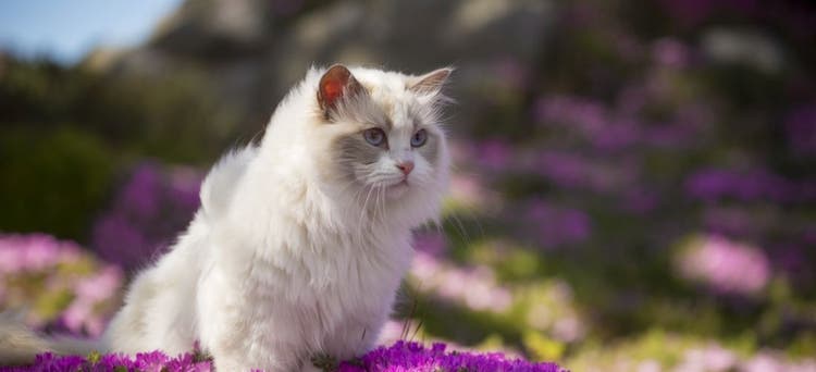 A ragdoll cat walks through a flower patch.