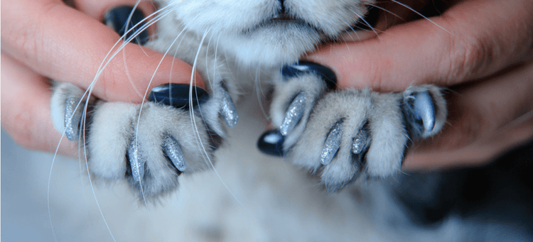 A cat wearing sparkly claw caps.