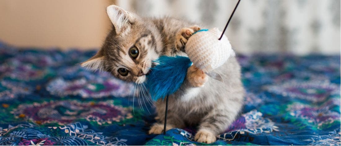 7 Interactive Toys to Enrich Your Cat's Life