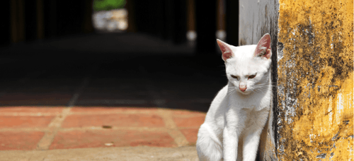 Lost sales white cat