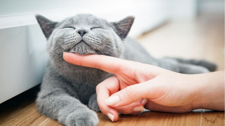 Top Names for Cats!