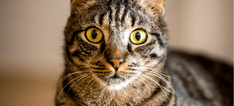 A wide-eyed tabby cat.