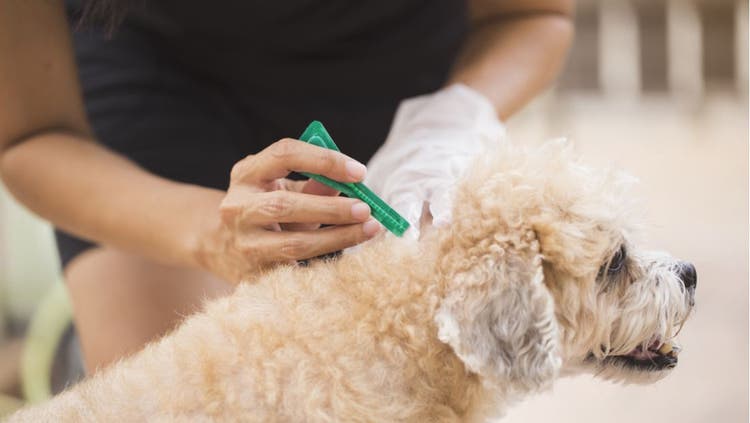 Someone administers flea and tick medication to a fluffy dog.