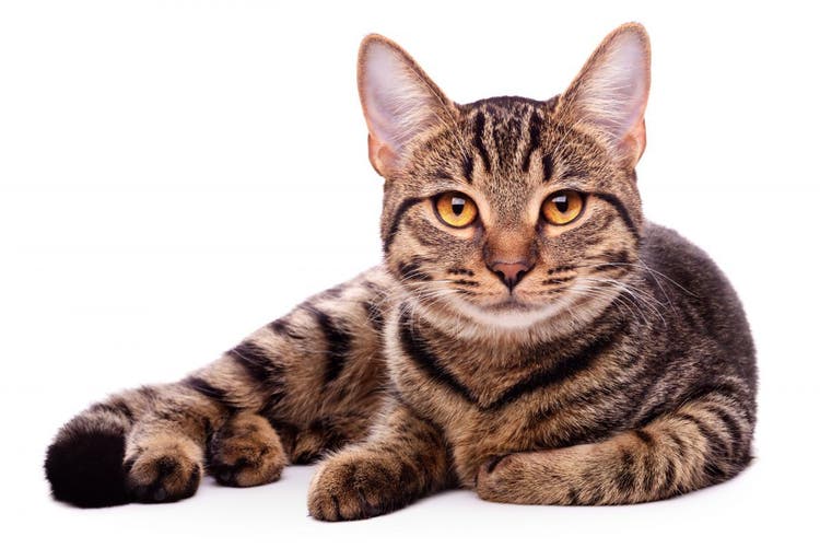 Portrait of a brown-haired, striped cat.