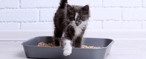 Get rid of cat urine sales smell outside