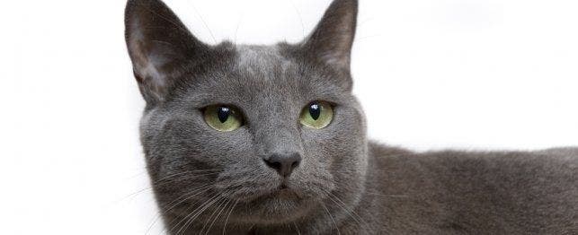 naming your grey cat