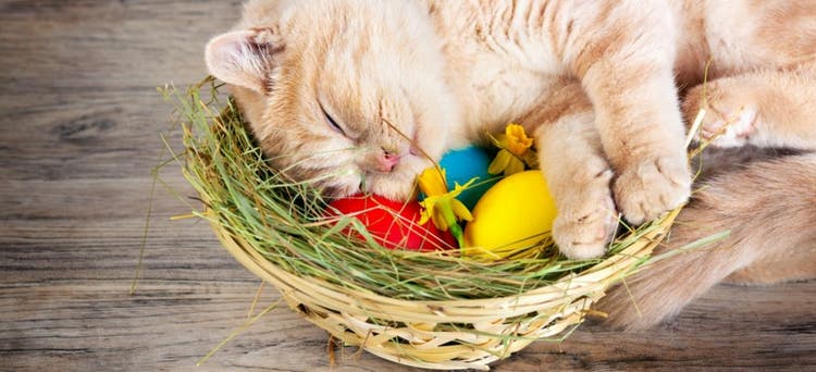 Easter-Inspired Cat Names