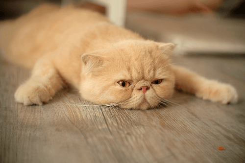 Best Names for Laidback or Lazy Cats PetPlace