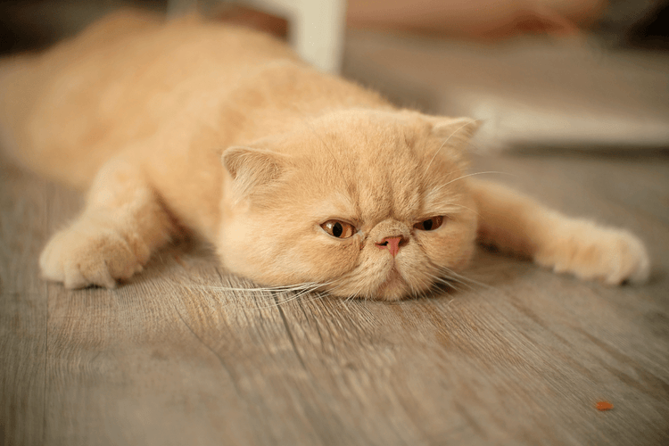 Best Names for Laidback or Lazy Cats | PetPlace.com