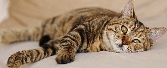 symptoms you should never ignore in cats