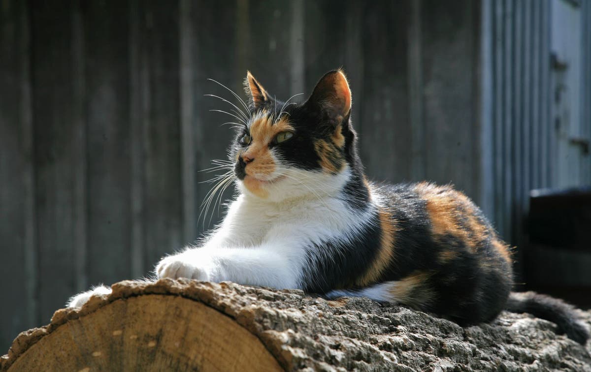 Naming Your Calico Cat Name Ideas for Calico Cats