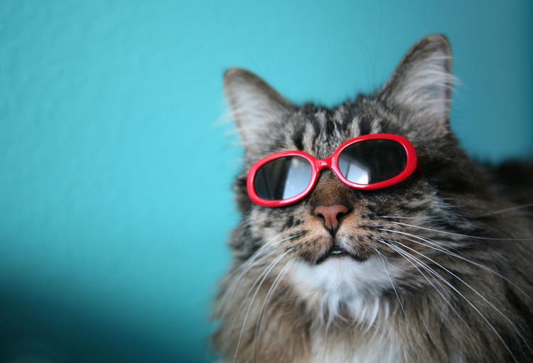 cool cat names