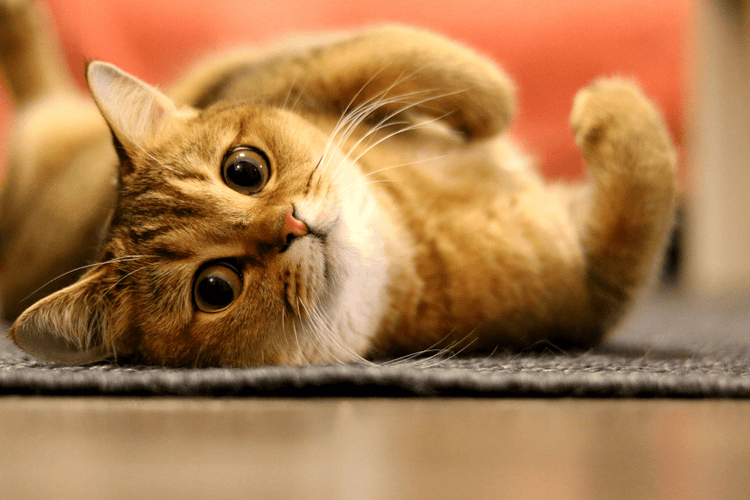 A golden-hair cat lying on its side and looking toward the camera.